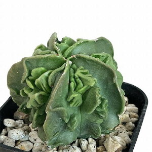 A@T{e ɗڗaP(AXgtBc) 2.5(̂܂1)@CeAO[ | IV JCC 