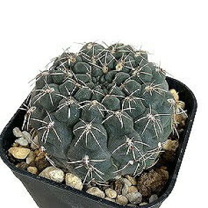 多肉植物 サボテン ギムノカリキウム sp. No.1 2.5号(個体おまかせ1鉢) インテリアグリーン 室内園芸 オシャレ カワイイ 可愛い