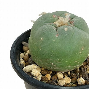 多肉植物 サボテン ロホホラ(ロフォフォラ) 翠冠玉 3号 個体おまかせ(個体おまかせ1鉢) インテリアグリーン 室内園芸 オシャレ カワイイ 可愛い