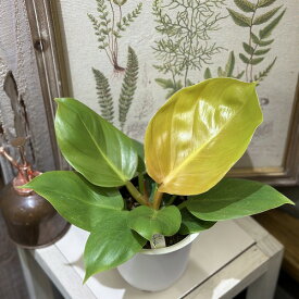 観葉植物　フィロデンドロン メリノニーゴールド 4号(個体おまかせ1鉢)　インテリアグリーン 室内園芸 オシャレ カワイイ 可愛い