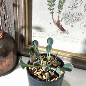 塊根植物　オトンナ カカリオイデス 2号(現品)　インテリアグリーン 室内園芸 オシャレ カワイイ 可愛い