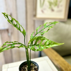 yt݂zϗtA@Xe IuPA 3d|bg(̂܂1)@CeAO[ | IV JCC  IuNA