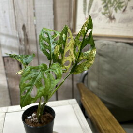 観葉植物　マドカズラ sp. 斑入り 3号硬質ポット(個体おまかせ1鉢)　インテリアグリーン 室内園芸 オシャレ カワイイ 可愛い