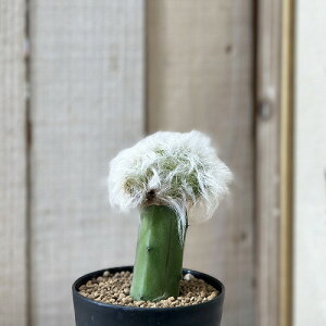 A@T{e GX|XgA Vy(ږ) 2.5 A(i)@CeAO[ | IV JCC 