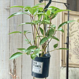 �ϗt�A���@�c�s�_���T�X �J���v�g���c�X 4���݂蔫(�ꌊ�Ȃ�) ECO PLANTS(�̂��܂���1��)�@�݂邷 �݂艺�� �n���M���O �C���e���A�O���[�� �������