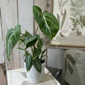 観葉植物　フィロデンドロン グロリオーサム(グロリオサム/グロリオスム) 4号プラ鉢付き(個体おまかせ1鉢)　インテリア オシャレ カワイイ 可愛い 室内
