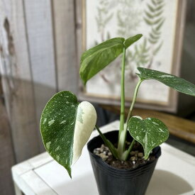 【個体おまかせ価格】モンステラ タイコンステレーション 斑入り 3号ポット※多少の葉傷みあり　散り斑 レア 珍しい 希少種 おしゃれ バリエガータ マニア 夏