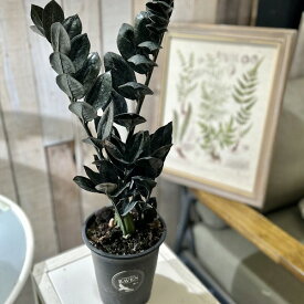 ザミオクルカス ザミフォーリア レイヴン(PVP) 4号硬質ロング　ハクサン hakusan 黒葉 観葉植物 インテリアグリーン オシャレ ザミフォリア