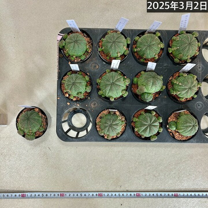 楽天市場】多肉植物 ユーフォルビア(ユーホルビア) オベサ 