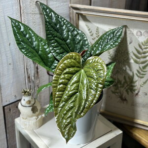 �A���X���E�� �n�C�u���b�h(���N���A���X × ���f�B�J���X) 5������(�̂��܂���1��)�@�C���e���A�O���[�� �������| ������� ���� ���킢��