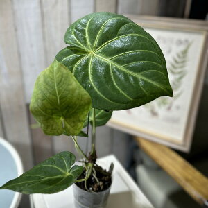 COSNSɏoĂt傫nAXEy󂠂zAX[ }OjtBJ 3|bg ̗t݂(̂܂1)