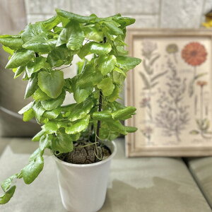 亀甲竜 5年もの 5号 個体A 塊根植物 コーデックス ビザールプランツ インテリアグリーン 室内園芸 おしゃれ 可愛い かわいい キッコウリュウ