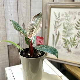 【訳あり葉傷みあり】観葉植物　フィロデンドロン ピンクバーキン(品種登録出願中) 4号グレー鉢(個体おまかせ1鉢)　インテリアグリーン 室内園芸 おしゃれ 可愛い かわいい