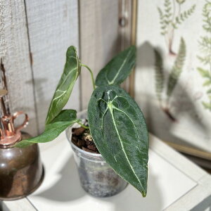 【訳あり】【葉傷みあり】観葉植物 アンスリウム(アンスリューム) フォルゲッティー 3.5号透明硬質ポット(個体おまかせ1鉢) インテリアグリーン 室内園芸 おしゃれ 希少種 レア 珍しい