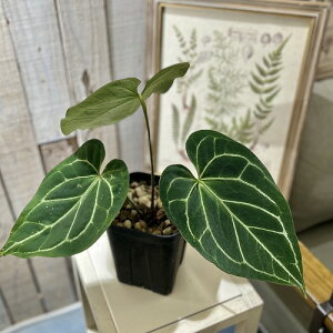 ϗtA@AXE ubNxxbg×}OjtBJ 5p(i)@CeAO[ |   킢