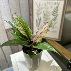 yzAXE sp. nCubh() 4 ^CvA(̂܂1)@ϗtA CeAO[ |   킢