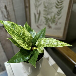 yzAXE sp. nCubh() 4 ^CvB(̂܂1)@ϗtA CeAO[ |   킢