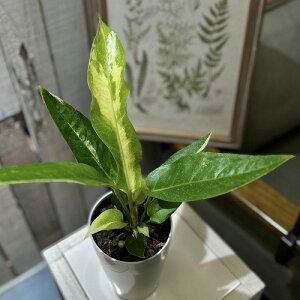 yzAXE sp. nCubh() 4 ^CvD(̂܂1)@ϗtA CeAO[ |   킢