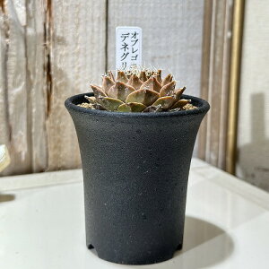 A@IuSjA flOC 2.5(܂1)@CeAO[ |   킢