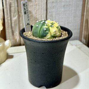 A@AXgtBc ۋ 2.5(i)@CeAO[ |   킢