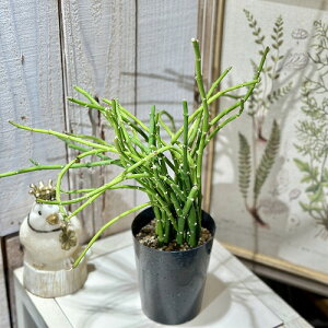 A@TRXe} \Rgi 3(i)@CeAO[ |   킢