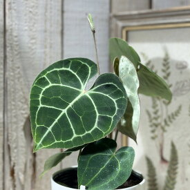 アンスリウム (クラリネルビウム)クラリネルウィウム 4号ロング白鉢(個体おまかせ1鉢)　観葉植物 インテリアグリーン 室内園芸 おしゃれ 可愛い かわいい