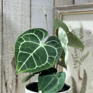 ϗtA@AXE (NlrE)NlEBE 4O(̂܂1)@CeAO[ |   킢