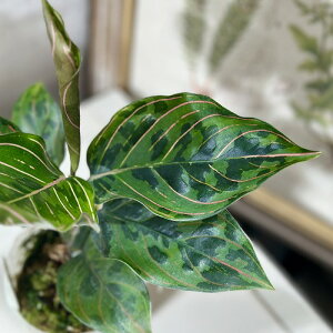 ϗtA@AOIl} bhA[~[ 2.5|bg(̂܂1)@CeAO[ |   킢