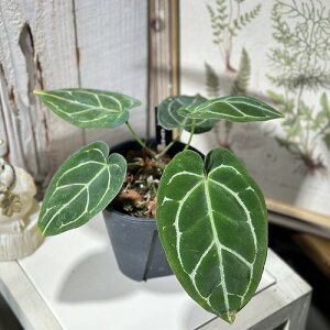 y󂠂zAXE NX^i(Crystallinum) 4Xbg(̂܂1)@CeAO[ |   킢