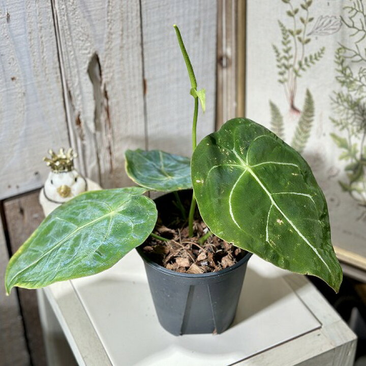 楽天市場】観葉植物 アンスリウム レガレ(Regale) 4号黒スリット鉢 