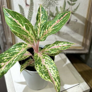 ϗtA@AOIl} sNo^tC 4(̂܂1)@CeAO[ |   킢