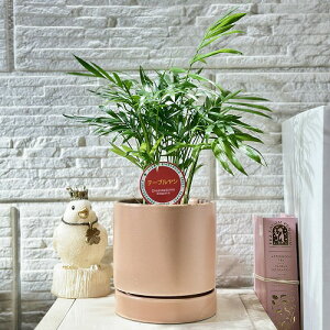 V CeAO[@e[uV 3.5 (11.5cmPOT) x[W(i)@ϗtA |   킢