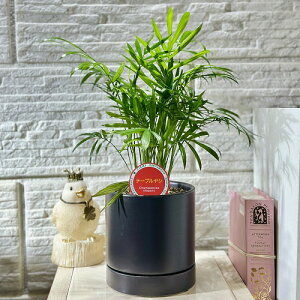 V CeAO[@e[uV 3.5(11.5cmPOT) ubN(i)@ϗtA |   킢