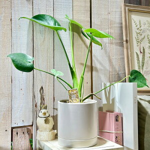 V CeAO[@Xe A_\j[ 5(15cmPOT) O[(i)@ϗtA |   킢