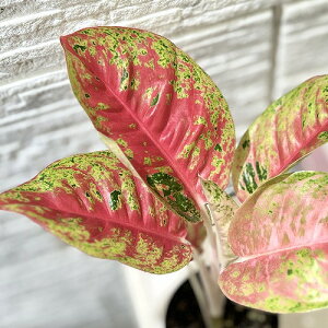 ϗtA@AOIl} }nZbeB[ 3.5dO|bg(i)@CeAO[ |   킢