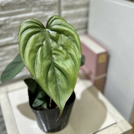 観葉植物　フィロデンドロン sp. クリスタルグリーン コロンビア 3.5号ポット(個体おまかせ1鉢)　レア 希少種 珍しい 室内園芸 おしゃれ 可愛い かわいい