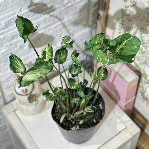 ϗtA@VSjE SW(kt) 4|bg(̂܂1)@CeAO[ |   킢