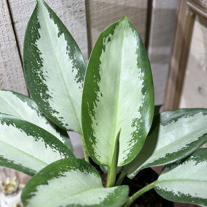 ϗtA@AOIl} IITJubN 6(̂܂1)@CeAO[ |   킢