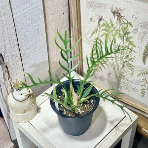 ϗtA@tBfh gc(g[^) 4(̂܂1)@CeAO[ |   킢