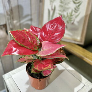 AOIl} r[eB[ Ԃ݋ 3.5d|bg@ϗtA CeAO[ | IV JCC 