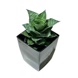 A@TZxA(TXxA) Sansevieria Mahanakorn 3pJo[tpJo[t(i)@CeAO[ |   킢