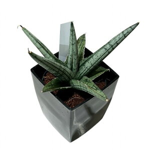 A@TZxA(TXxA) Sansevieria Helios dwarf 3pJo[t(܂1)@CeAO[ |   킢