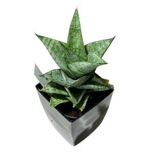 A@TZxA(TXxA) Sansevieria Piano 3pJo[t(܂1)@CeAO[ |   킢