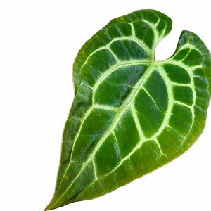 ϗtA@AXE cf. xbZAG 3.5O(̂܂1)@CeAO[ |   킢