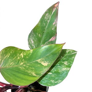 ϗtA@tBfh Xgx[VFCN 4|bg(̂܂1)@CeAO[ |   킢