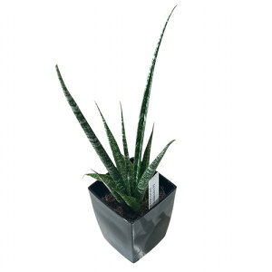 A@TZxA(TXxA) Sansevieria Digitorum 3pJo[t(i)@CeAO[ |   킢