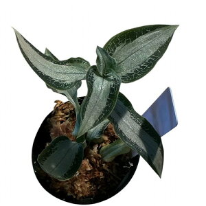 洋ラン 洋蘭 レア品種 ジュエルオーキッド Aspidogyne argentea 2号(現品) インテリアグリーン 室内園芸 おしゃれ 可愛い かわいい