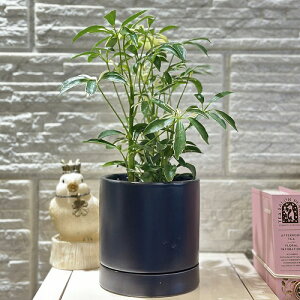 V CeAO[@VFt  3.5(11.5cmPOT) ubN(i)@CeAO[ |   킢