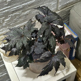 観葉植物　ベゴニア Kurotochiba(クロトチバ) PVP 4号硬質鉢 ミニプレミアムシリーズ(個体おまかせ1鉢)　インテリアグリーン 室内園芸 おしゃれ 可愛い かわいい