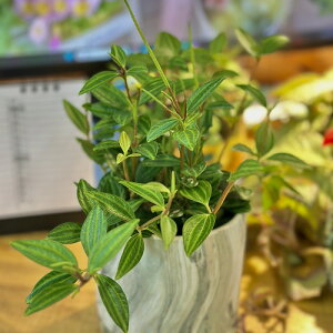 ϗtA@yy~A OX 3crj[|bg(̂܂1)@CeAO[ |   킢